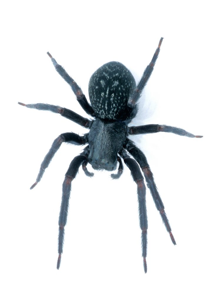 Australian Black House Spider. Attribute: CSIRO