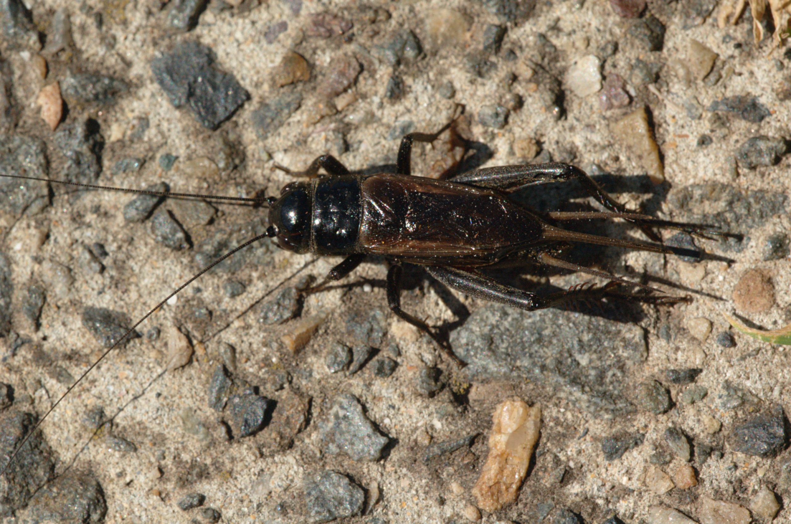 Crickets Ark Pest Management
