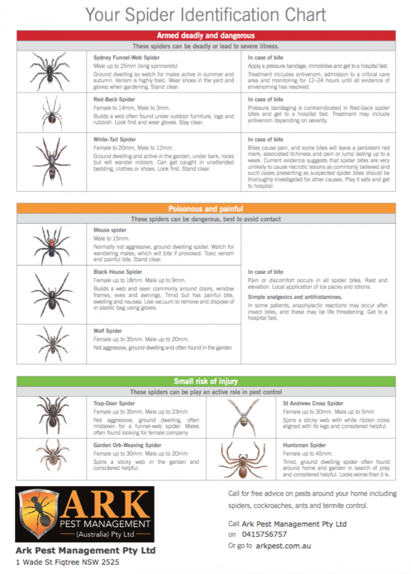 Perfect Spider Chart Spider Identification Chart Spider Chart Images And Photos Finder